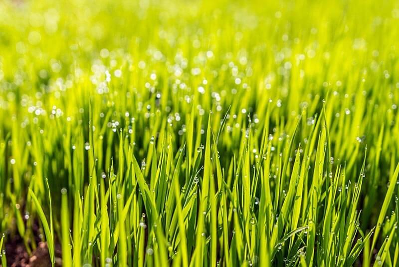 Grüner Rasen © Pixabay Grüner Rasen (c) Pixabay