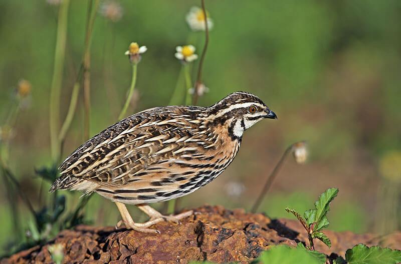 Wachtel © Shutterstock / Nuwat Phansuwan Wachtel - Zugvoegel im Fruehling