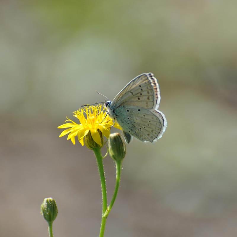 Zahnflügel Bläuling © Zahnflügel Bläuling Schmetterlingsreport Zahnfluegel Blaeuling