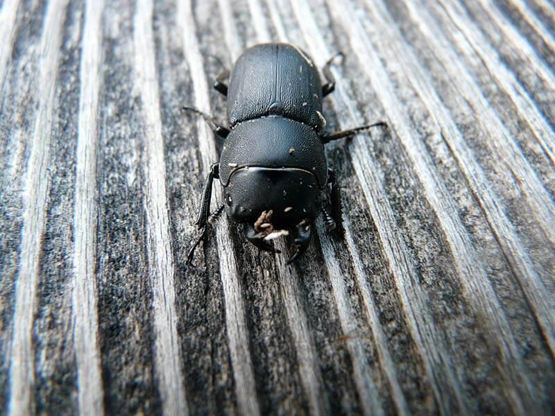 Kaefer: Balkenschoeter (Dorcus parallelipipedus)