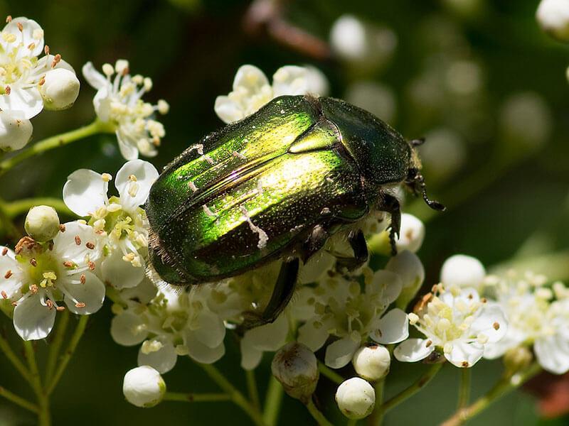 Keafer goldglaenzender Rosenkaefer Cetonia aurata