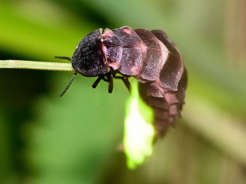 10 Heimische Kafer Die Du Kennen Solltest Bluhendes Osterreich
