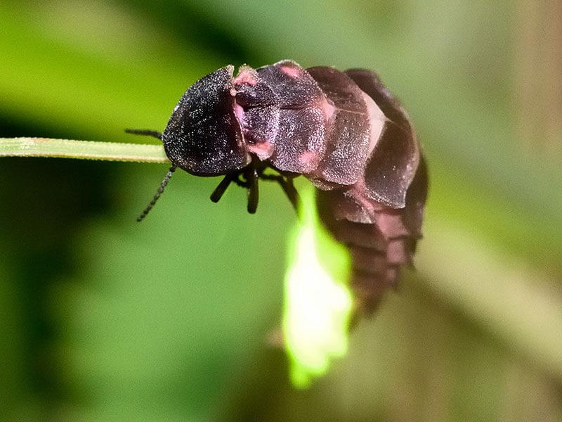 Kaefer Großer Leuchtkaefer Lampyris noctiluca