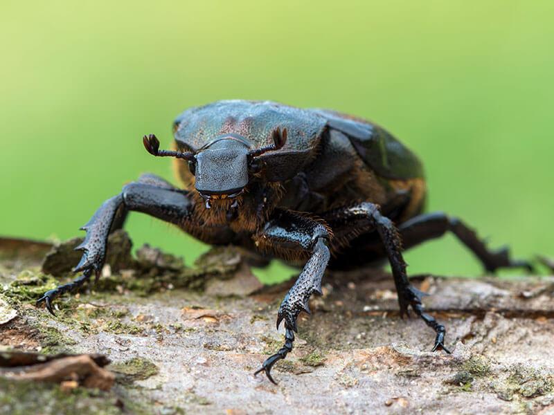 10 Heimische Kafer Die Du Kennen Solltest Bluhendes Osterreich