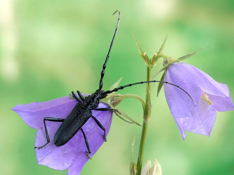 10 Heimische Kafer Die Du Kennen Solltest Bluhendes Osterreich