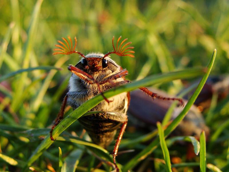 Kaefer Feldmaikaefer Melolontha melolontha