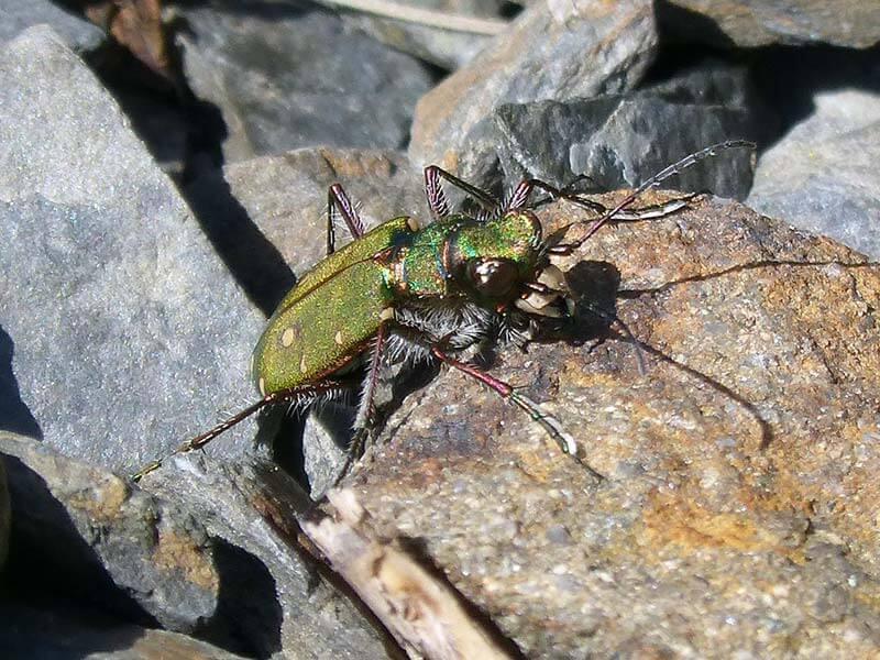 Kaefer Feld-Sandlaufkaefer Cicindela campestris