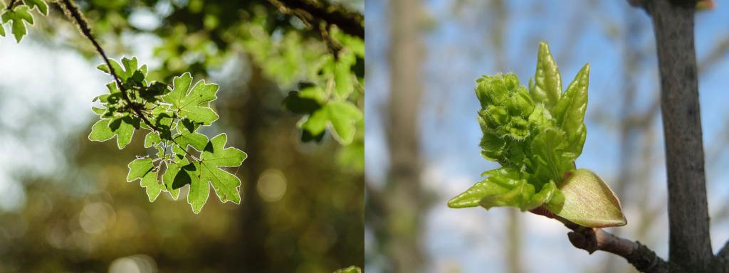 Laubbaeume Feldahorn acer campestre