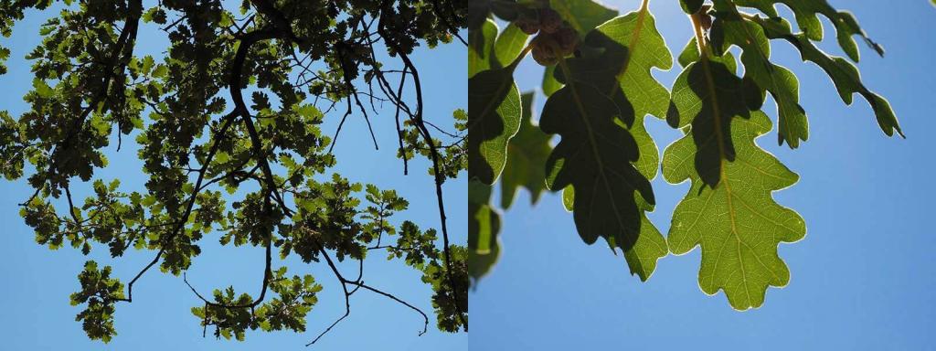Laubbaeume Flaumeiche Quercus pubescens