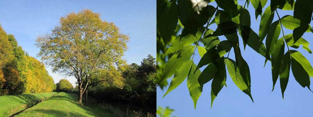 Laubbaeume gemeine esche Fraxinus excelsio