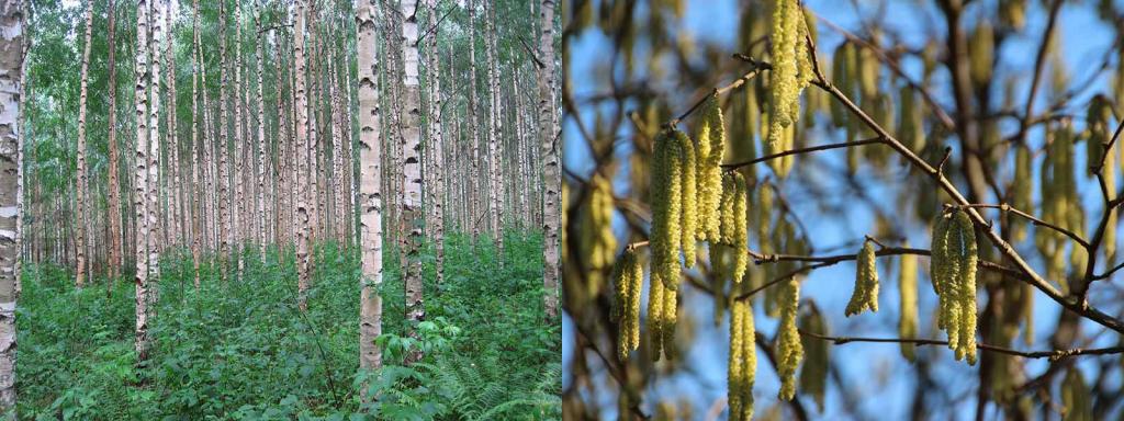 Laubbaeume Haengebirke betula pendula