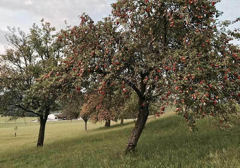 Streuobstwiese_preview-1 © (c) David Brunmayr