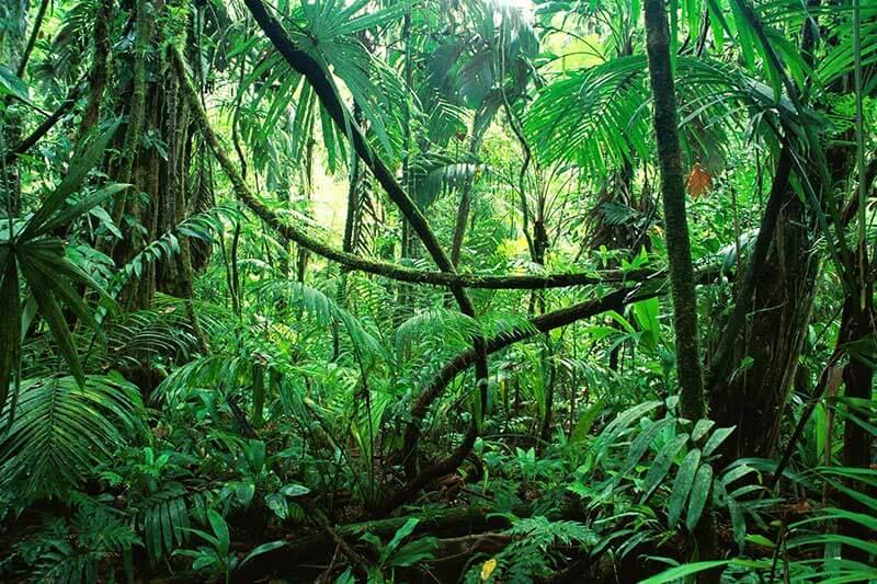 holz-jungle © (c) pixabay.com