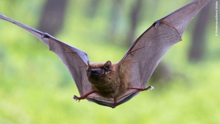 nachtaktive Tiere © © Shutterstock/Bernd Wolter