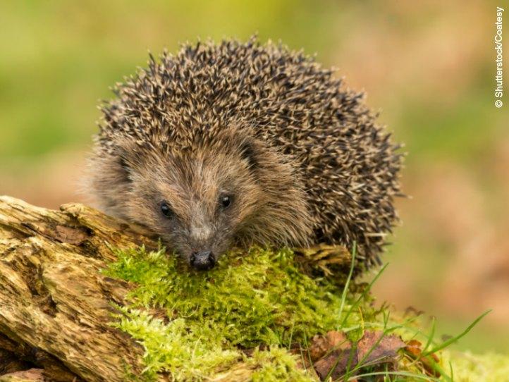 nachtaktive igel