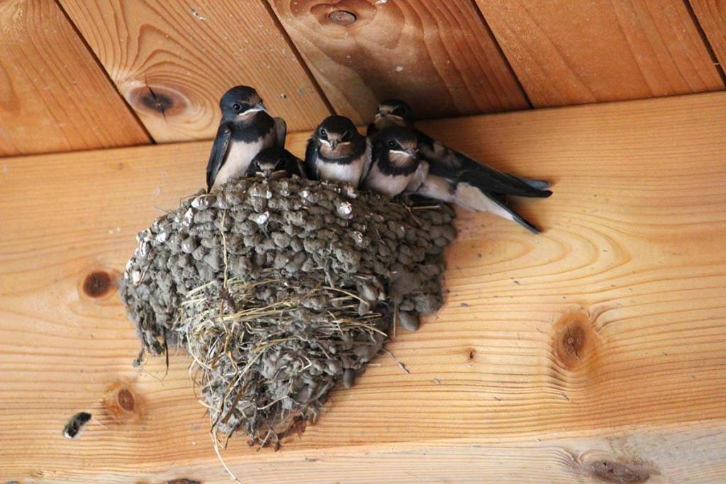 Rauchschwalbennest © Pixabay Rauchschwalben-Nest an einer Holzwand mit Vögeln