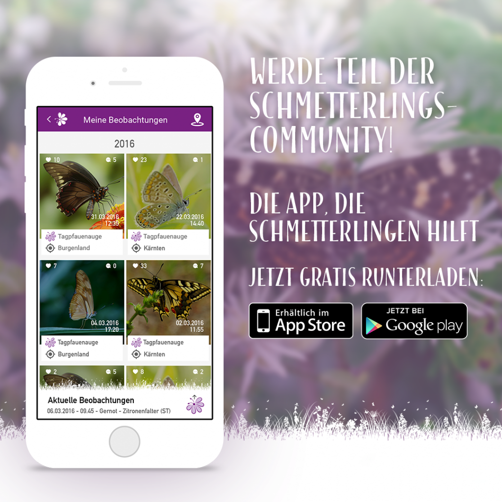 schmetterlingsapp foto © Blühendes Österreich App