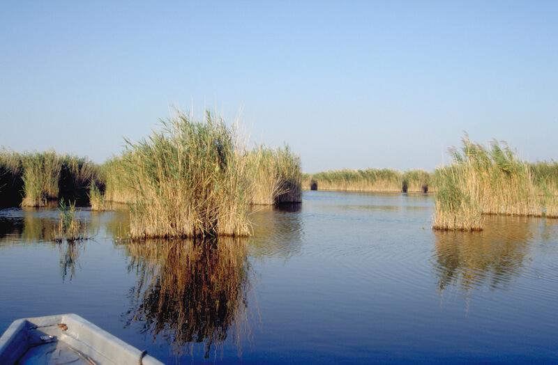Schilf am Neusiedler See (c) Archiv Nationalpark Neusiedler See - Seewinkel © Schilf am Neusiedler See (c) Archiv Nationalpark Neusiedler See - Seewinkel