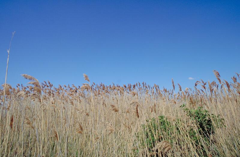 (c) Archiv Nationalpark Neusiedler See - Seewinkel © (c) Archiv Nationalpark Neusiedler See - Seewinkel