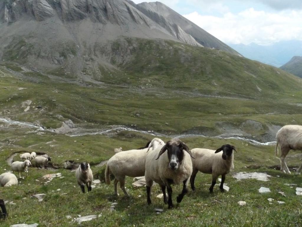 Schafe am Großglockner. (c) Christina Schwann, ökoalpin © Schafe am Großglockner. (c) Christina Schwann, ökoalpin