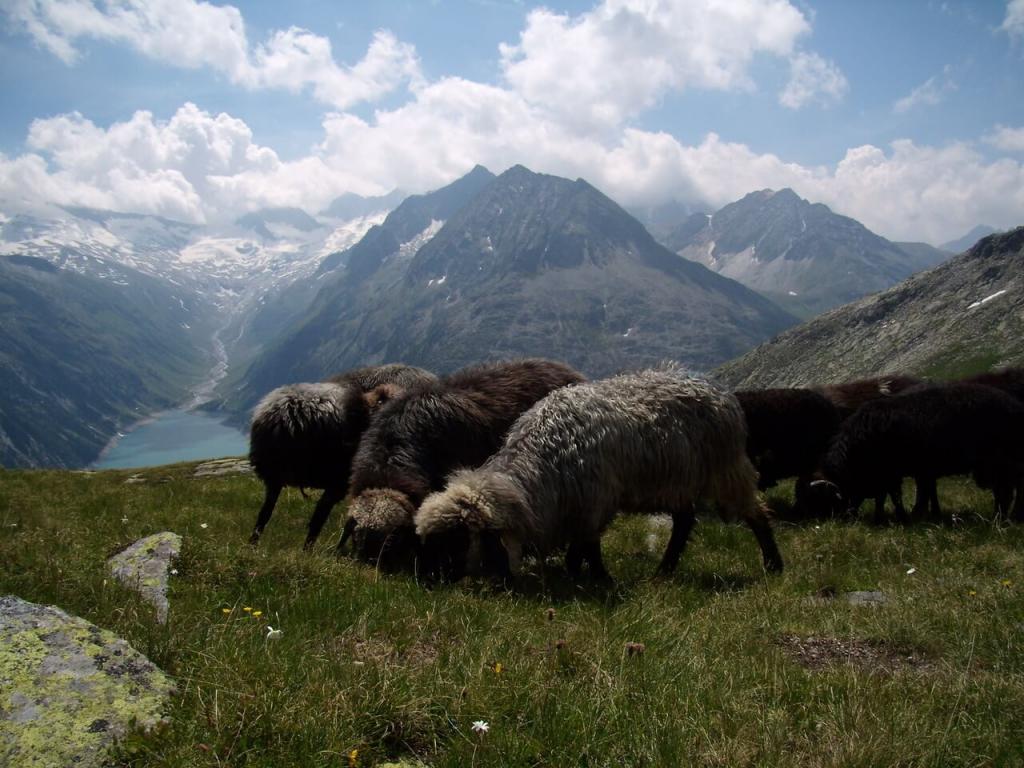 Schafe im Zillertal. (c) Christina Schwann, ökoalpin © Schafe im Zillertal. (c) Christina Schwann, ökoalpin