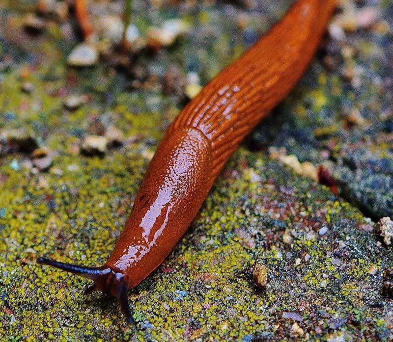 schnecke © (c) pixabay.com nuetzlinge und schaedlinge Nacktschnecke