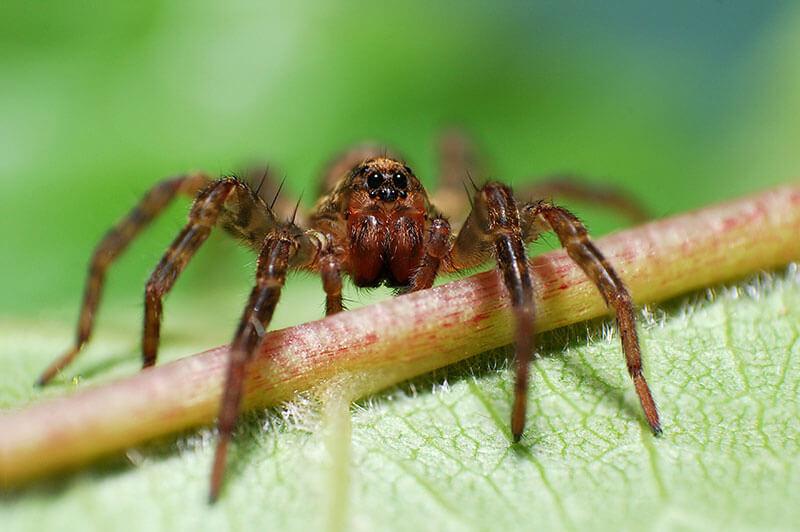 Spinnen: Dunkle Wolfspinne (Pardosa amentata)