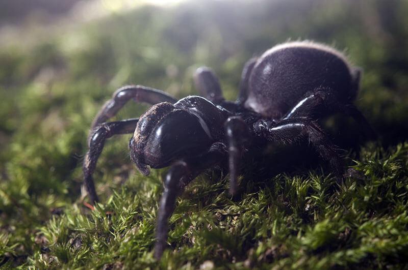 spinnen_Gemeine-Tapezierspinne_Atypus-affinis_shutterstock_Federico.Crovetto © Federico.Crovetto/Shutterstock.com Spinnen: Gemeine Tapezierspinne (Atypus affinis)