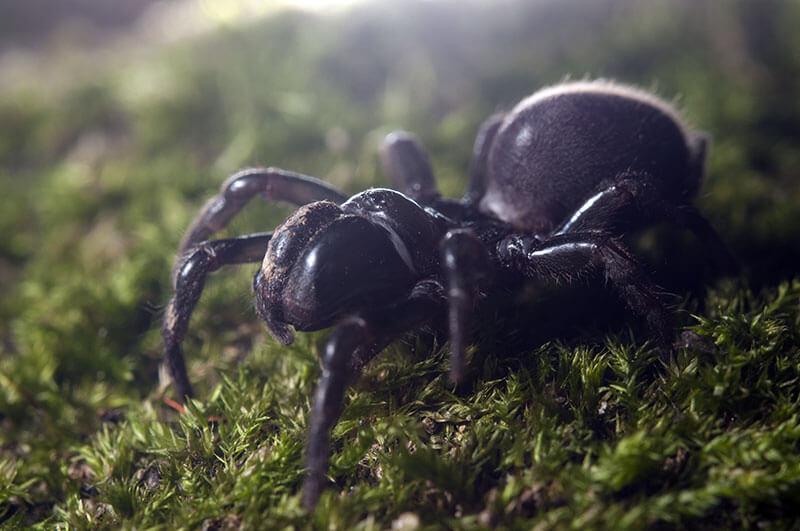 Spinnen: Gemeine Tapezierspinne (Atypus affinis)