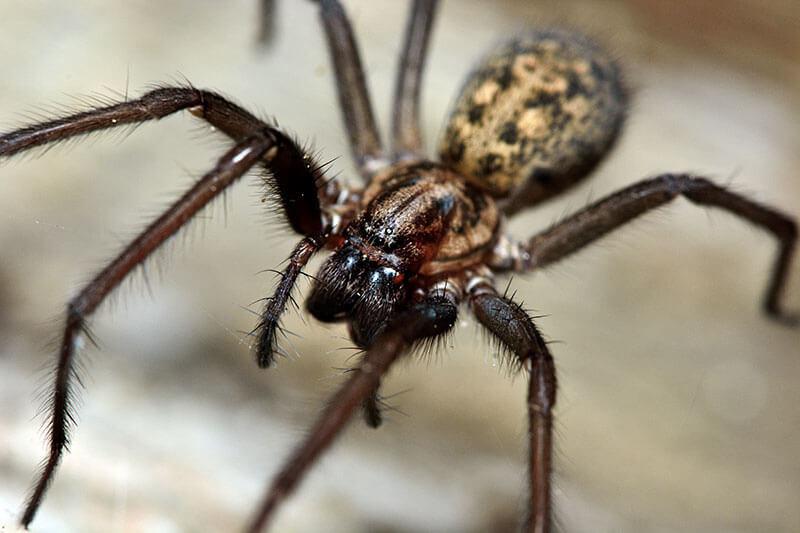 Spinnen: Hauswinkelspinne (Tegenaria domestica)
