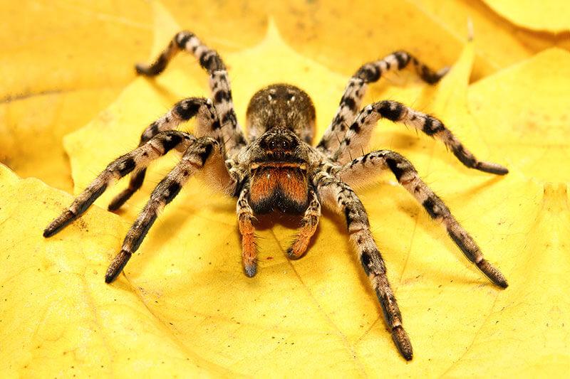 Spinnen: Suedrussische Tarantel (Lycosa singoriensis)
