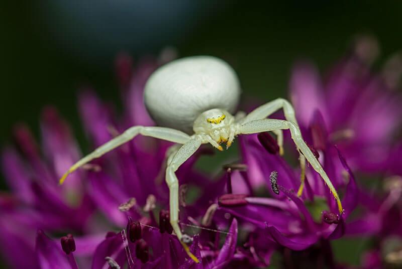 Spinnen: Veraenderliche Krabbenspinne (Misumena vatia)