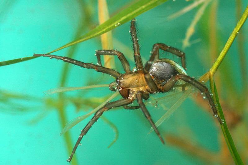 Spinnen: Wasserspinne (Argyroneta aquatica)