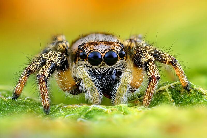 Zebra-Springspinne_Salticus-scenicus © Ireneusz Waledzik/Shutterstock.com Spinnen: Zebra-Springspinne (Salticus scenicus)