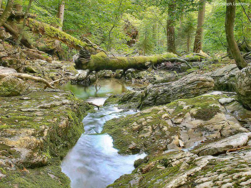 Wildnisgebiet Duerrenstein (c) Christoph-Leditznig © Wildnisgebiet Duerrenstein (c) Christoph-Leditznig