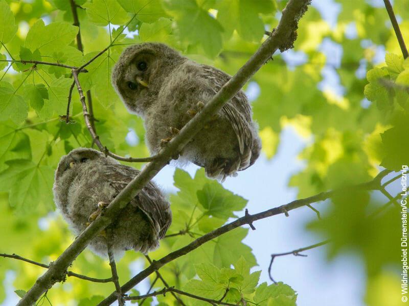 Eulen Ästlinge (c) Wildnisgebiet Dürnstein © Eulen Ästlinge (c) Wildnisgebiet Dürnstein