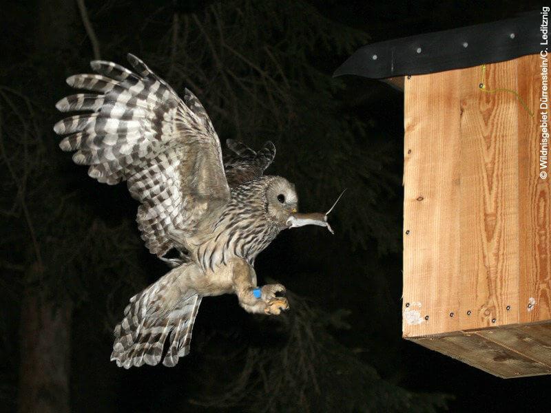 Eule mit Beute (c) Wildnisgebiet Dürnstein © Eule mit Beute (c) Wildnisgebiet Dürnstein