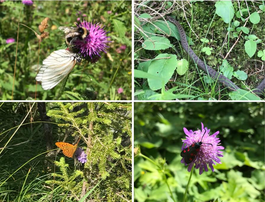 Oben: Baum-Weißling, Hummel, Kreuzotter
Unten: Großer Perlmutfalter, Widderchen (c) Ch Schwann © Oben: Baum-Weißling, Hummel, Kreuzotter
Unten: Großer Perlmutfalter, Widderchen (c) Ch Schwann
