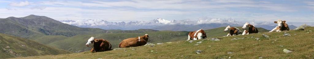 kuehe nockberge © © BIOSPHAERENPARK NOCKBERGE