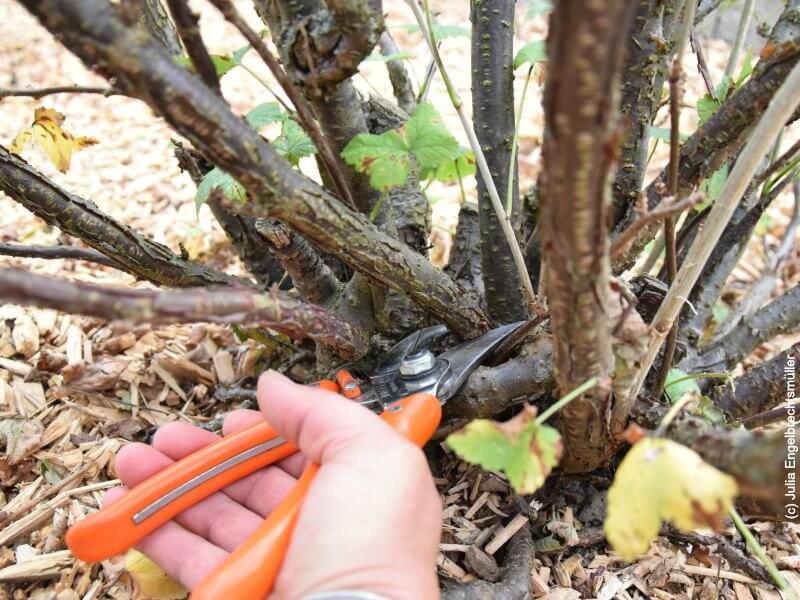 Obstbaumschnitt_6 © Julia Engelbrechtsmüller Schnitt von Beerensträuchern an der Basis, Hand mit Gartenschere