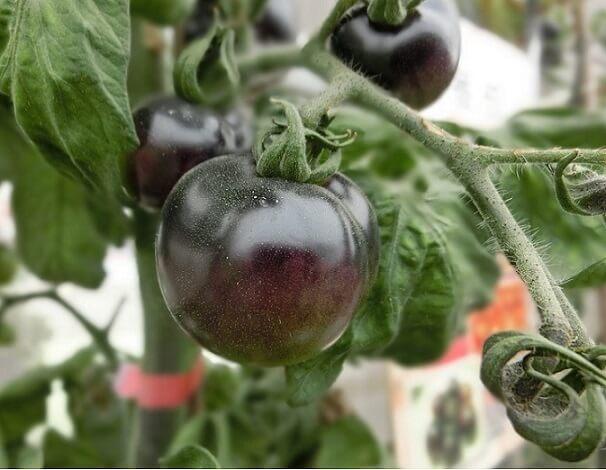 tomate_schwarz