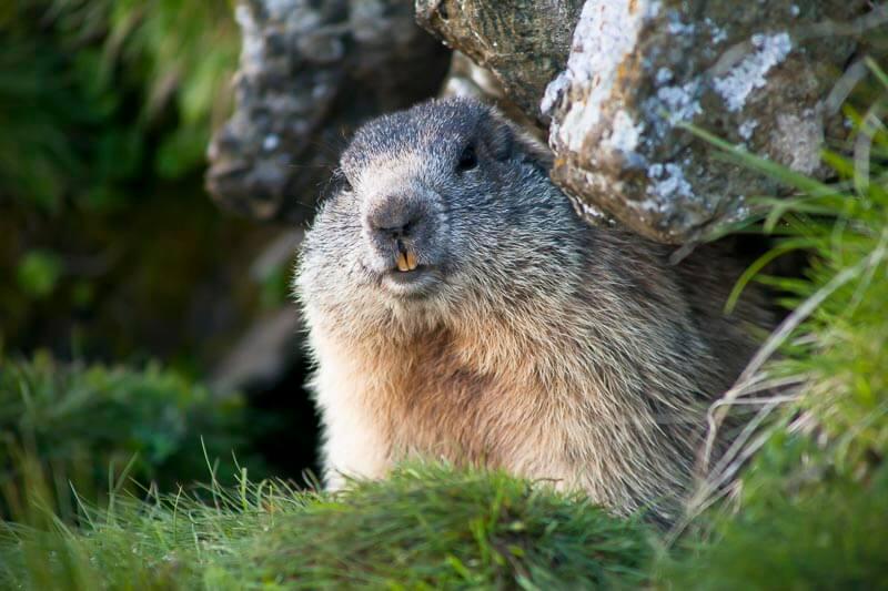 Klimawandel? Gletscherschmelze? Das Murmeltier nimmt's ungerührt. © Uwe Grinzinger Klimawandel? Gletscherschmelze? Das Murmeltier nimmt's ungerührt.