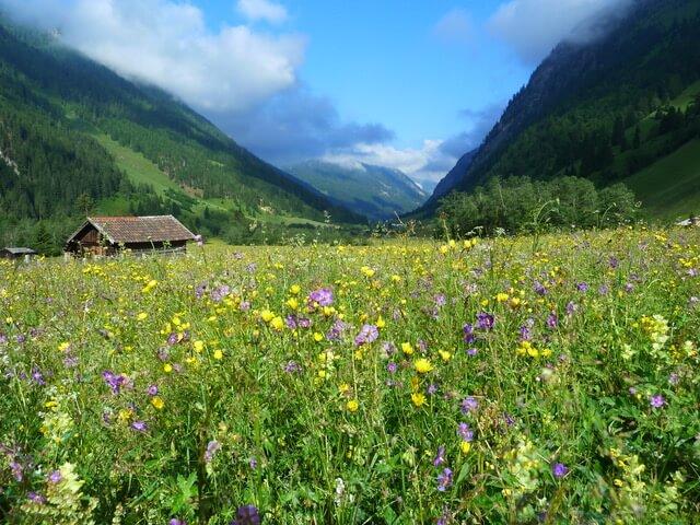 Blumenvielfalt im Valsertal © Ch Schwann Blumenvielfalt im Valsertal
