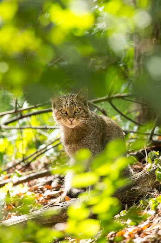 Wildldkatze (c) NP Thayatal M.Graf © Wildldkatze (c) NP Thayatal M.Graf
