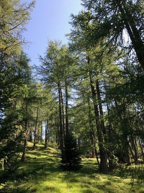 7 Bergwaldprojekt-Lärchenwiesen © Christina Schwann Lärchenwiesen