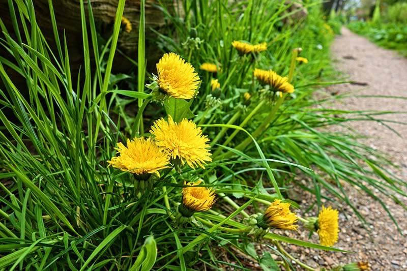 dandelion-3358942_1920 © (c) pixabay.com / Löwenzahn Löwenzahn Unkraut