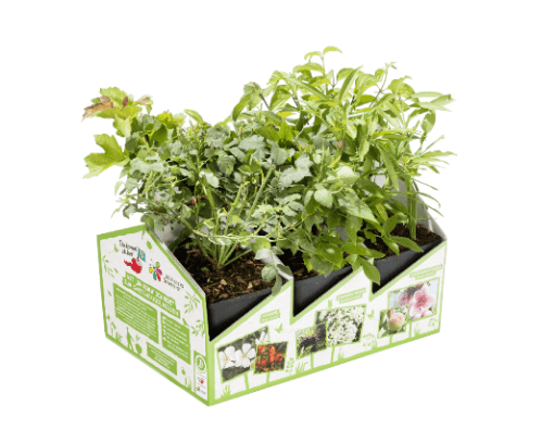 Hecken 6er Tragerl Da komm ich her © REWE International Hecken 6er Tragerl Da komm ich her