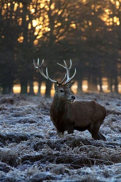 Hirsch © Pixabay Hirsch im Freien
