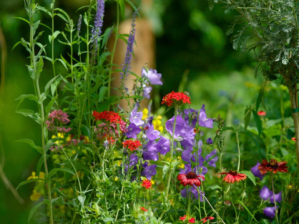 Blütenreiche Staudenbeete im Garten bereichern die Vielfalt © Alexander Haiden/Natur im Garten Blütenreiche Staudenbeete