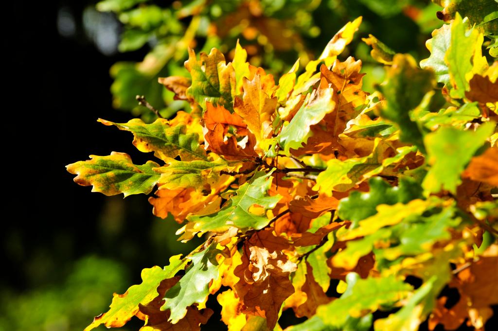 K-Eichenhain-Jahreszeitenkräfte im Wienerwald-BlätterHerbst-C-POV